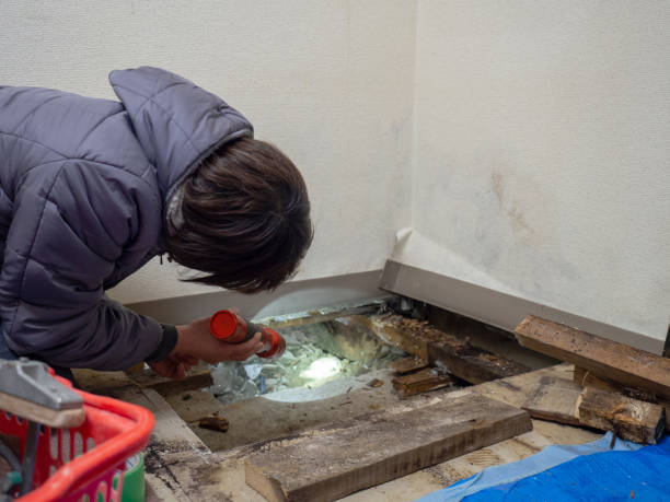 Best Mold Odor Removal Services  in Lennox, CA