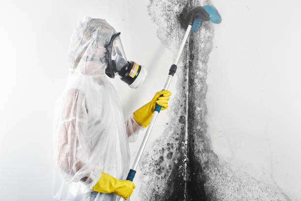 Biohazard Mold Removal in Lennox, CA