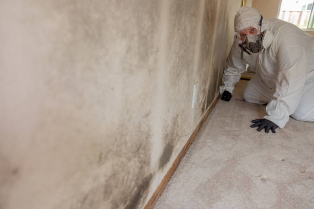 Best Mold Documentation for Insurance Claims  in Lennox, CA